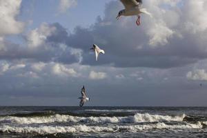 jugando gaviotas en un primavera playa a el báltico mar foto