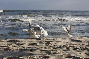 playing gulls on a spring beach at the Baltic Sea photo