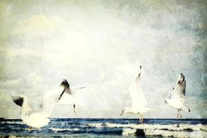 playing gulls on a spring beach at the Baltic Sea photo