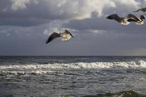 playing gulls on a spring beach at the Baltic Sea photo