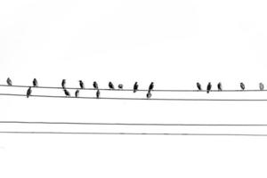 salvaje negro grande aves sentado en un alto voltaje línea en blanco aislado antecedentes foto