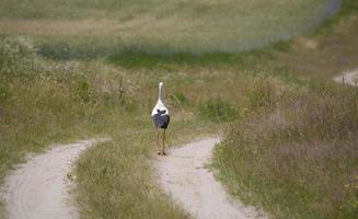 stork on the meadow in summer photo