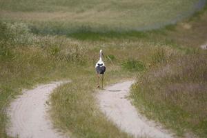 stork on the meadow in summer photo