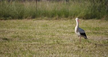 stork on the meadow in summer photo