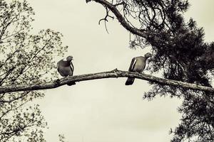 two  wild birds sitting on the branches of a spring tree against the sky photo