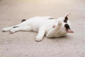 White cat enjoy and sleep on concrete floor. photo