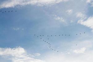 bandadas de pájaro volador en azul cielo foto