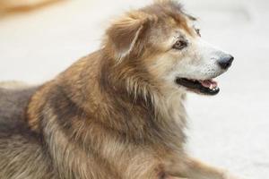 marrón perro relajarse y sentado en el jardín foto