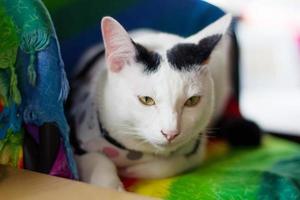 White cat enjoy and sitting on colorful clothes photo