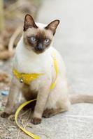 Siamese cat enjoy and sitting on concrete floor with natural in garden photo