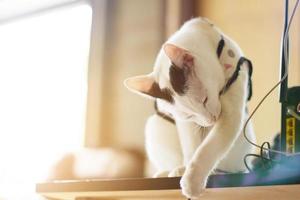 White cat enjoy and sitting on wooden floor. photo