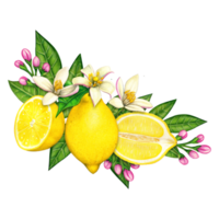 watercolor elegant lemon compositions png