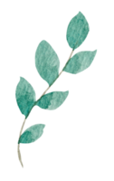 acuarela de hoja verde png