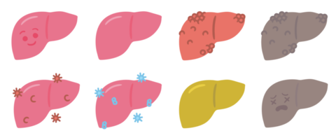 fofa humano órgão fígado médico anatomia desenho animado personagem png