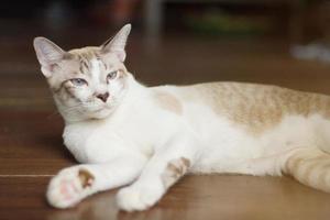 Grey striped cat enjoy and sit on terrace wit beautiful sunlight photo