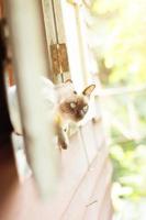 Siamese cat enjoy and sitting on the window photo
