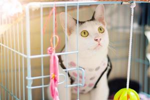 White cat enjoy and sitting in cage box with beautiful sunlight photo