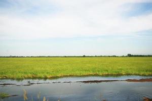Beautiful Landscape of Fresh green rice fields and plantations near canal in Thailand photo