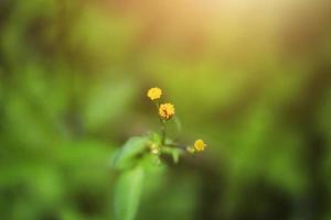 suave atención hermosa salvaje amarillo césped flores en el prado fileld con luz de sol. foto