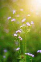 Beautiful wild purple grass flowers in the meadow with sunlight. Billygoat-weed, Chick weed or Ageratum conyzoides is herb plants photo