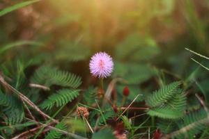 mimosa pudica flores en luz del sol,sensible planta . foto