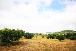 Landscape of Grassland and horticulture on mountain in Thailand photo