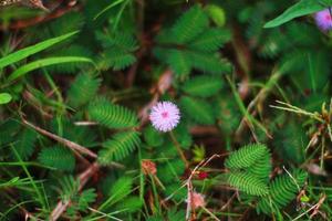 Mimosa pudica flowers in sunlight,sensitive plant . photo