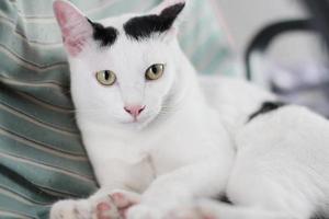 White cat enjoy and relax on armchair photo