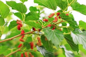 Mulberry tree in garden and vitamin for healthy. photo
