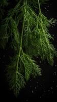 Fresh dill twigs visible drops of water photo