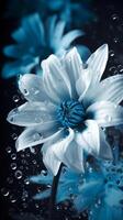 beautiful White wet flowers with blue background photo