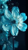 A beautiful white flower with water drops photo