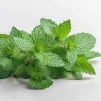 A composition of a single fresh mint leaf photo