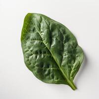 A fresh spinach leaf on white background photo