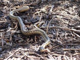 Snakes in Yard photo