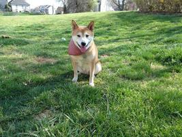 perro shiba inu foto