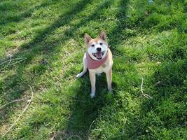 shiba inu raza foto