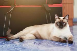 Siamese cat enjoy and relax on terrace with natural sunlight photo
