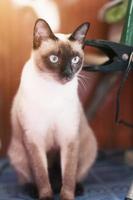 Siamese cat enjoy and relax on terrace with natural sunlight photo