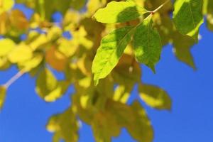 Beautiful bright green leaves branch with blue sky and sunlight in summer season photo