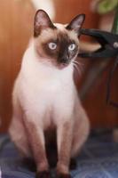 Siamese cat enjoy and relax on terrace with natural sunlight photo