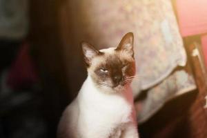 Siamese cat enjoy and relax on terrace with natural sunlight photo