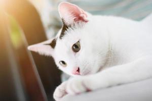 blanco gato disfrutar y relajarse en terraza foto