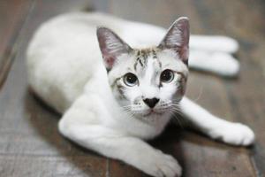 Grey striped cat enjoy and relax on wooden floor photo