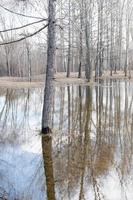 reflection of a tree in a city pond. View of the pond in the park. photo