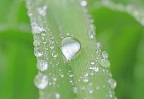 close up of rain drop on green blade photo