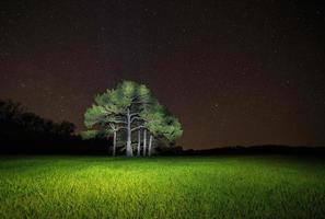 view on pine tree against starry night sky photo