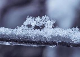 close up of frozen branch of tree photo