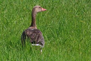 close up of goose standing in green grass photo