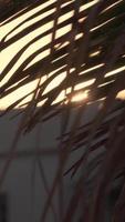 Sun shining through palmleaves video